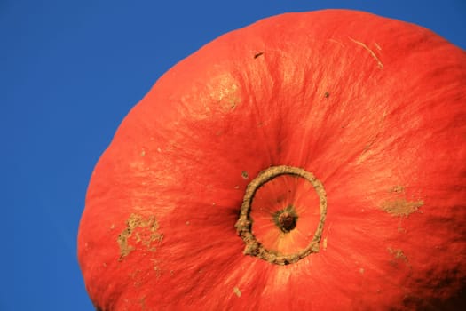 Pumpkin