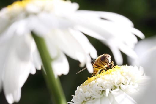 small wasp on white daisy with blurred background