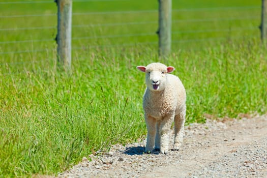 Young lamb on the road after escaping the fences
