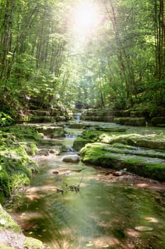 Sun shining through the trees in nature preserve in Central Kentucky