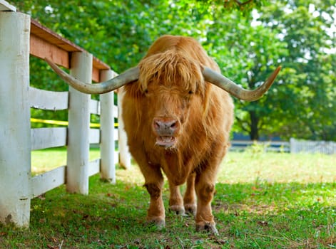 Closeup portrait of a Scottish Highlander bull on a farm