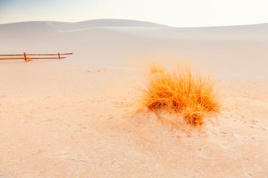 Image of the gypsum dunes and grasses at White Sands