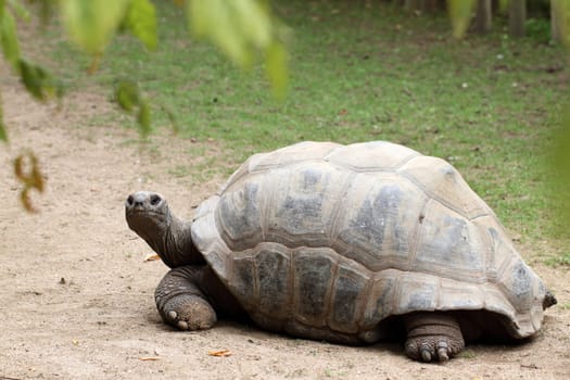 details of a aldabra giant tortoise