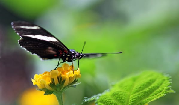 Heliconius doris