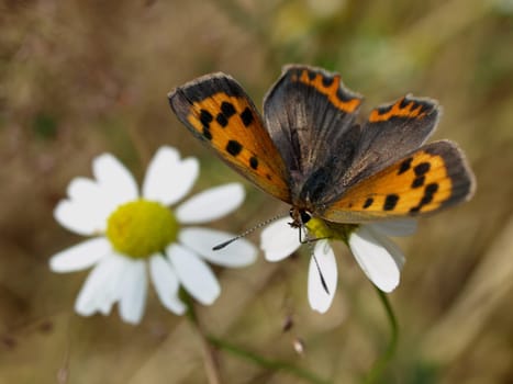 Fire Butterfly