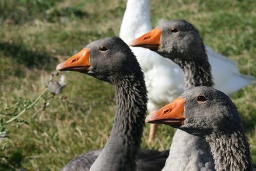 Three Geese