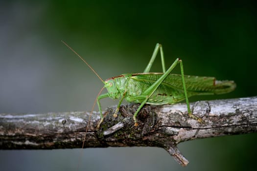 Grasshopper