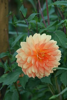 Dahlia