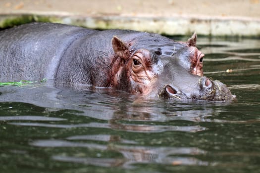 details of hippopotamus in zoo