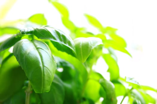 Basil