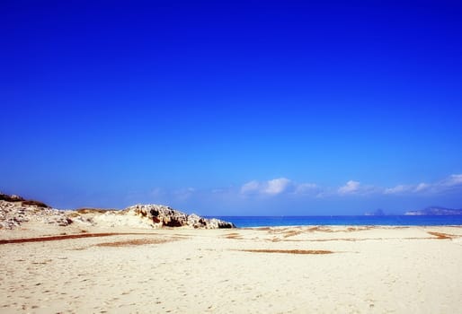 beach palms