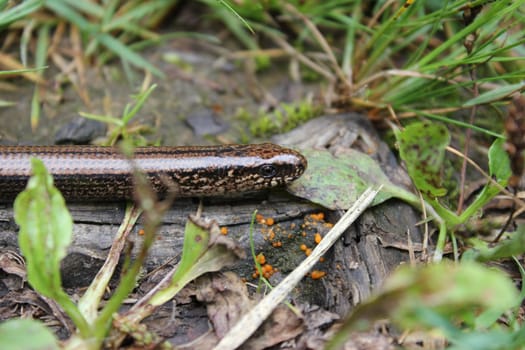 Blindworm