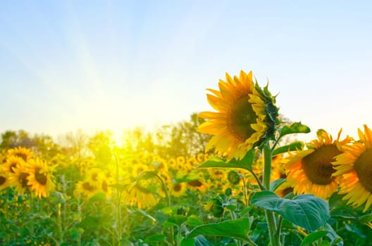 beautiful sunflowers at field with blue sky and sunburst