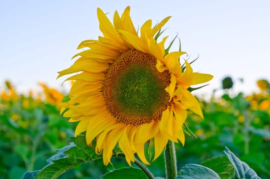beautiful sunflowers at field with blue sky