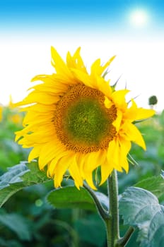 beautiful sunflowers at field with blue sky and sunburst