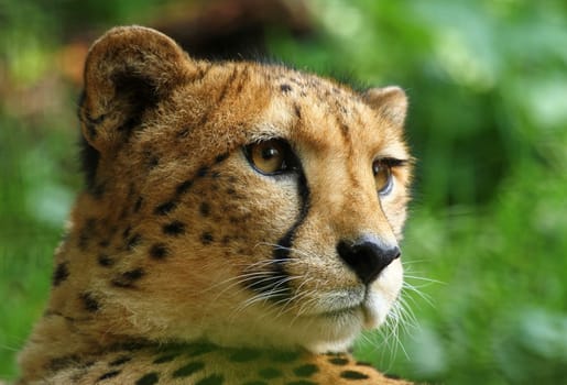 Cheetah