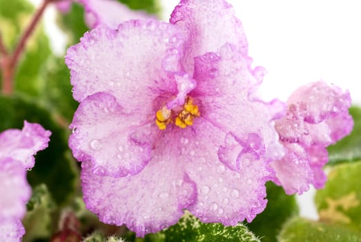 Beautiful violet flower isolated on white background
