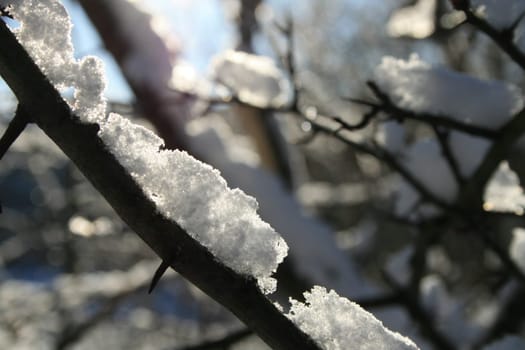 snowy