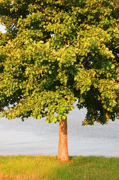 Tree