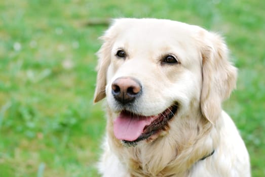 Golden Retriever
