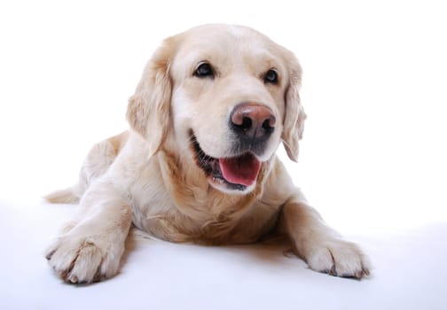 Golden Retriever
