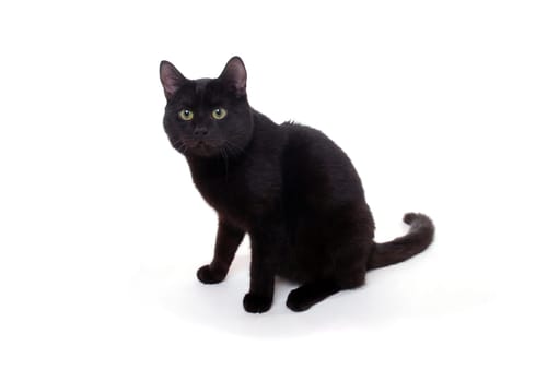(cat animal) without big