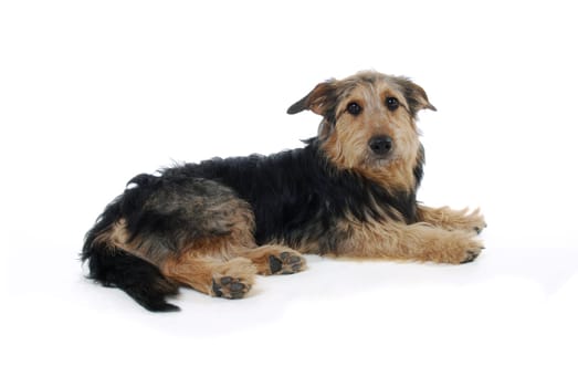 Dog Portrait