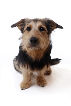 Dog Portrait