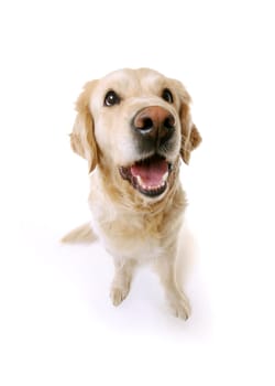 Golden Retriever