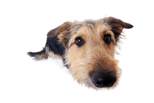 Dog Portrait