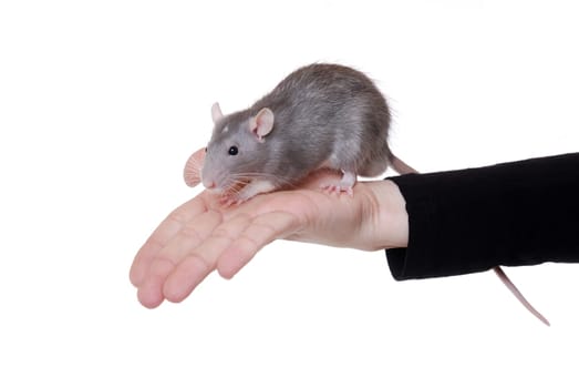 Fancy rat