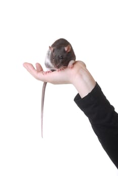 Fancy rat
