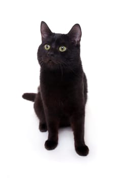 (cat animal) without big