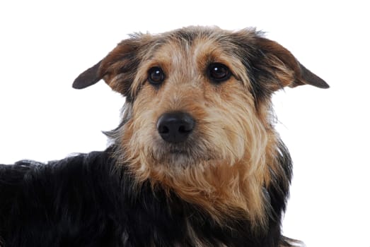 Dog Portrait