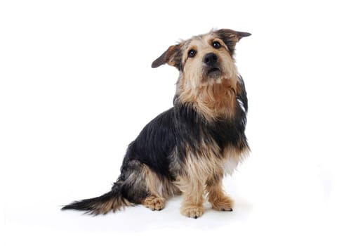 Dog Portrait