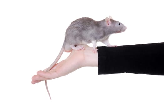 Fancy rat