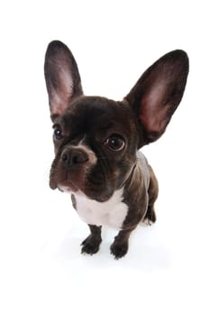 French Bulldog