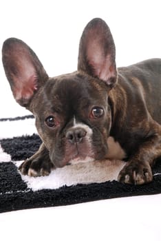 French Bulldog
