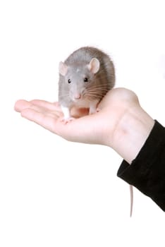 Fancy rat