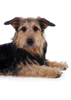 Dog Portrait