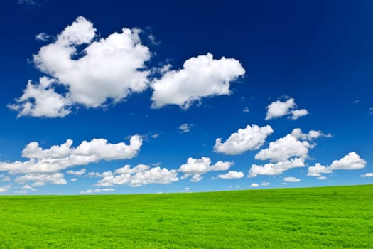 Lush green lentil and wheat fields under blue sky in Saskatchewan prairies of Canada