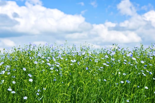 Field of many flowering flax plants with blue sky