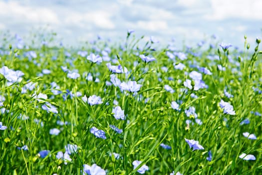 Field of many flowering flax plants with blue sky