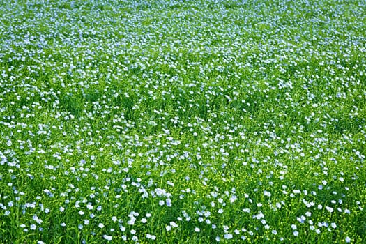 Background of blooming blue flax in a farm field