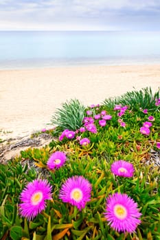 Sea fig flowers blooming on Aegean coast in Chalkidiki, Greece