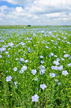Field of many flowering flax plants with blue sky