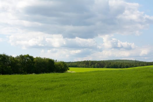 Wallpaper green herb and blue sky with cloud