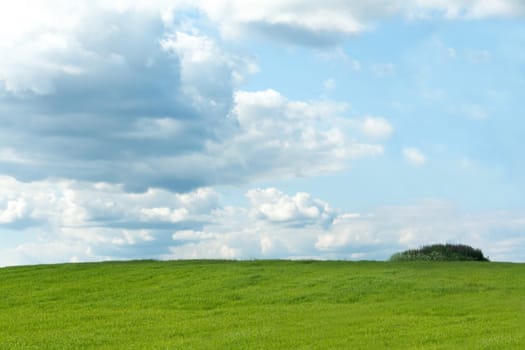Green herb on background sky rural landscape