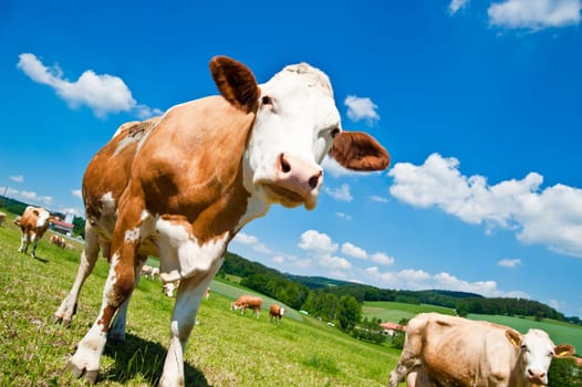 Curious Brown Cow in Austrian Landscape at Summer