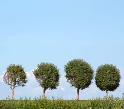 Four trees in row on background blue sky